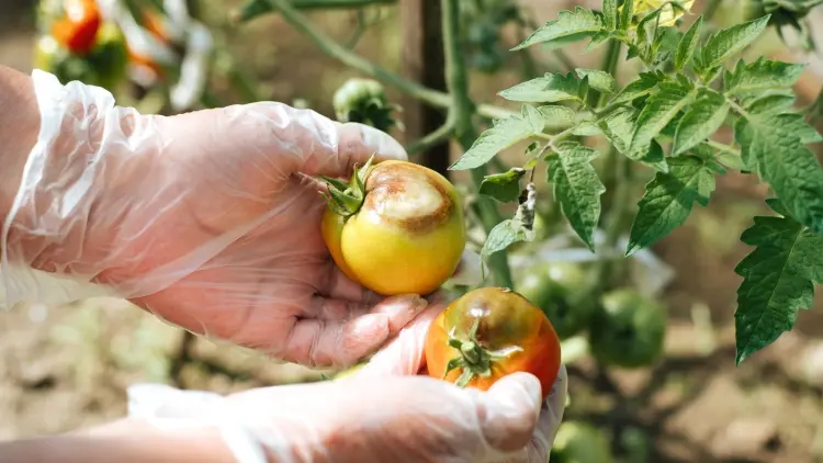 ¿Cómo se pueden prevenir el tizón de la hoja y el tizón de los tubérculos en los tomates? ¡Jardineros comparten los 8 pasos que debes seguir para una cosecha saludable!