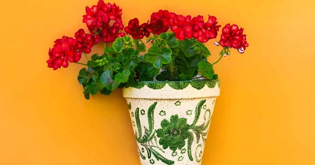 ¿Cómo tener geranios exuberantes durante mucho tiempo?