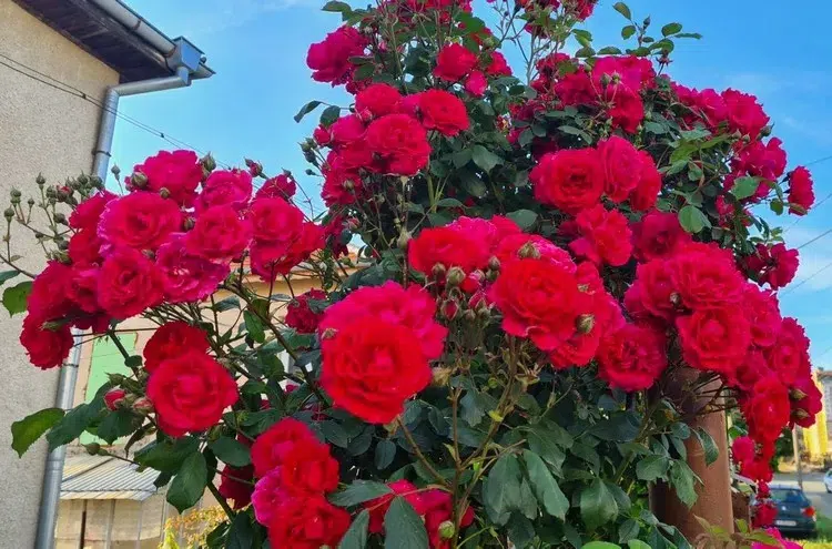 ¿Cómo tener rosas hermosas? 6 gestos importantes que debes dominar