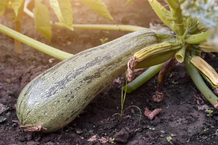 ¿Cuáles son las cosas que las calabacitas más odian? 12 problemas que debes evitar para cultivarlas bien