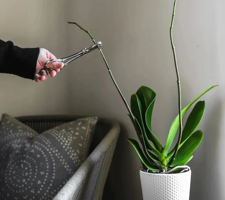 ¿Cuándo y cómo podar una orquídea? Guía completa para fomentar una floración abundante