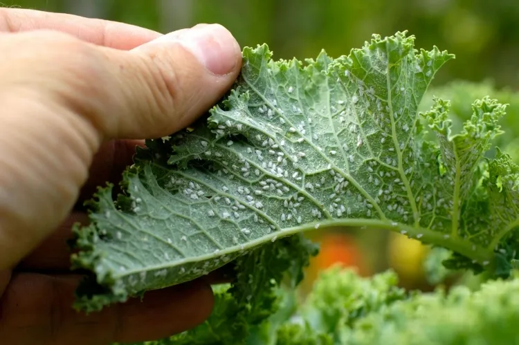 ¿Existe un método eficaz para combatir insectos dañinos? ¡Pruebe bicarbonato contra pulgones!