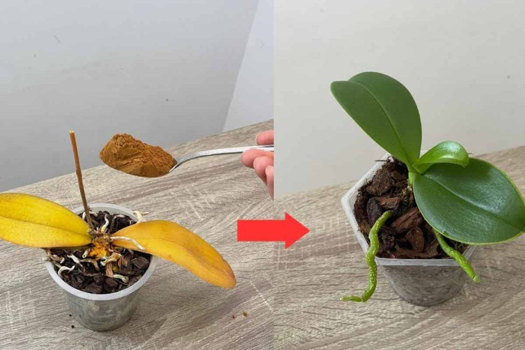 ¿Hojas viejas de orquídeas amarillentas? Aquí está la solución