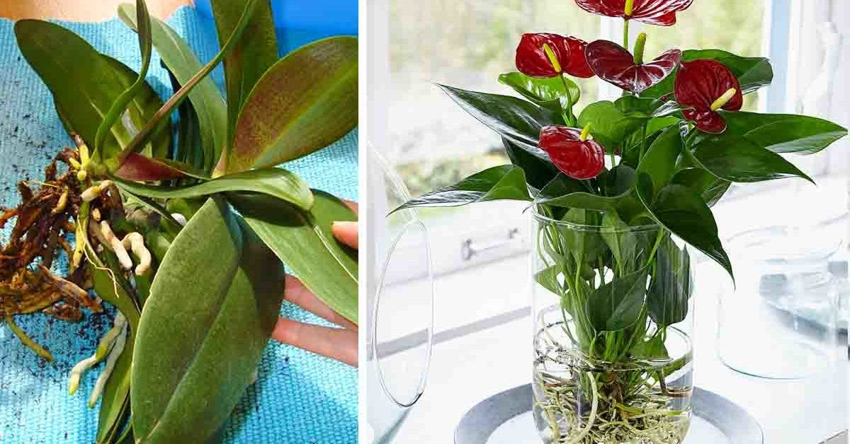 ¿Por qué es inteligente cultivar orquídeas en el agua?