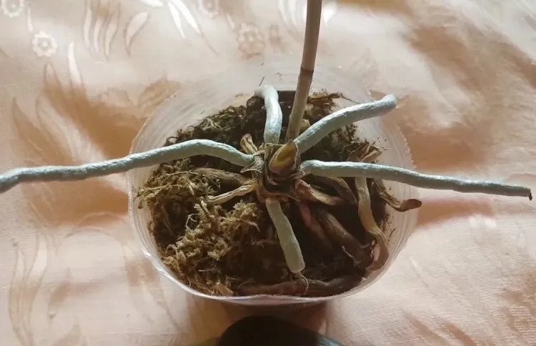 ¿Por qué mi orquídea pierde todas las hojas? ¿Cómo puedo recuperarla?