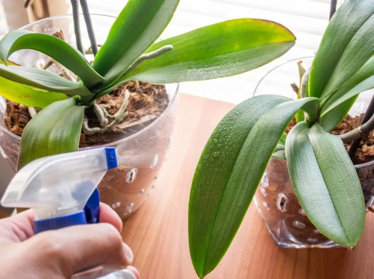 ¿Por qué mi orquídea solo produce hojas y raíces? ¡Nuestros consejos de expertos!