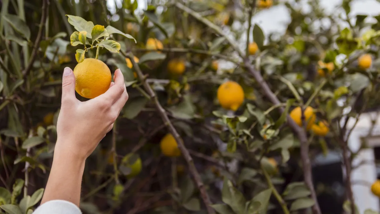 ¿Por qué no da limones su limonero y cómo hacer que produzca muchos frutos?