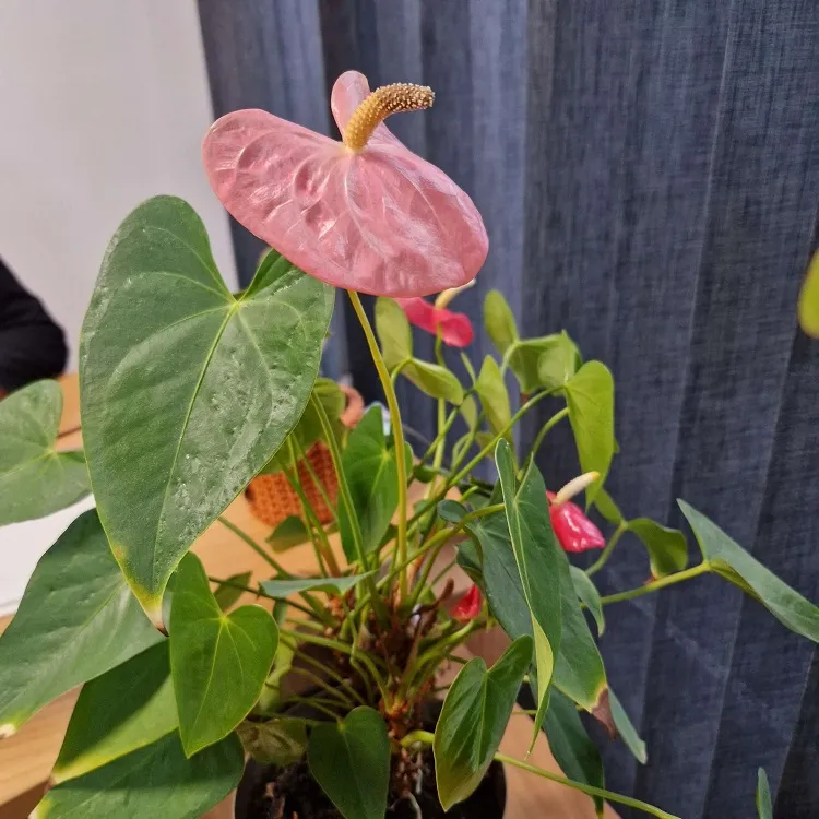 ¿Por qué no se vuelven rojas las flores de mi anturio? Aquí están las razones y soluciones al problema.