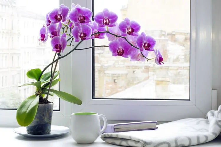 ¿Por qué poner ajo en la orquídea? Recetas para una flor divina