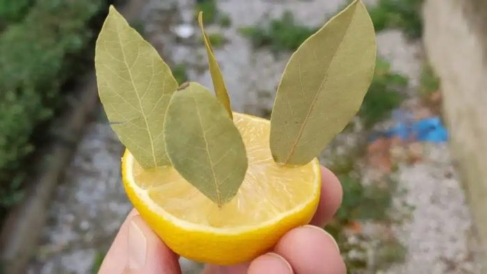 ¿Por qué poner una hoja de laurel en un limón?