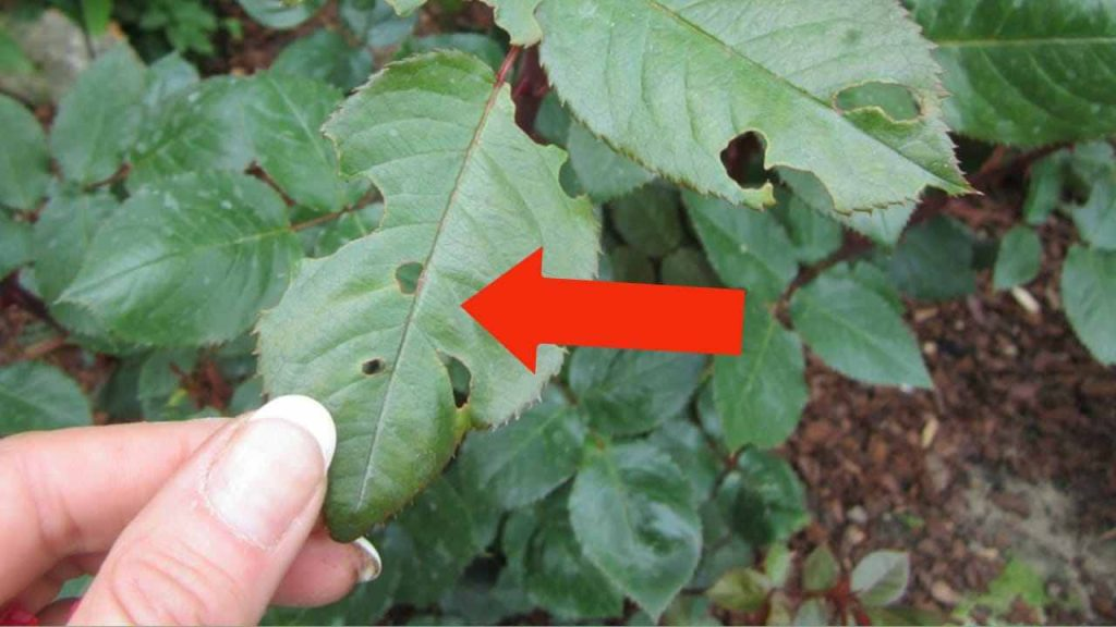 ¿Por qué se pinchan los pétalos de rosa? Solo pocos han entendido la razón