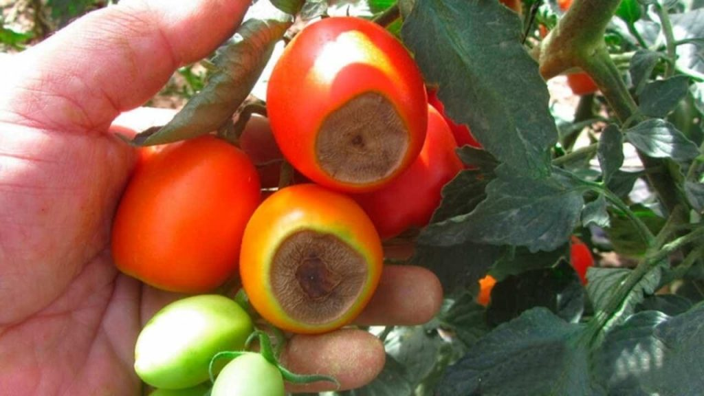 ¿Por qué se vuelven negras las puntas de los tomates? No es por falta de agua, sino por la causa