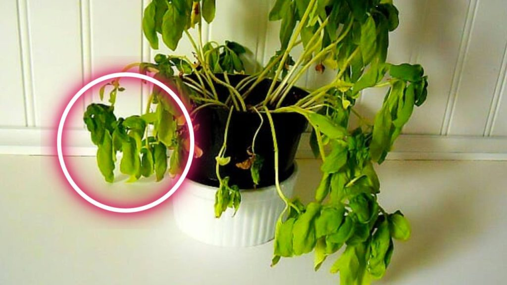 ¿Por qué siempre se seca la planta de albahaca del supermercado? La razón revelada