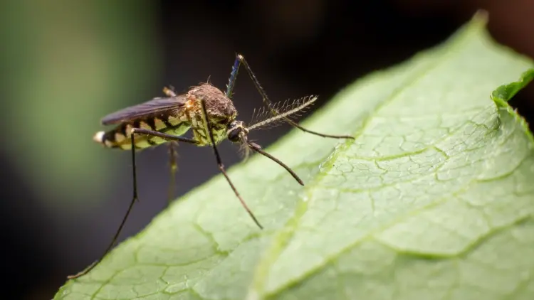 ¿Qué son las plantas repelentes de mosquitos y moscas? ¡Aquí están las 7 mejores para cazar insectos este verano!