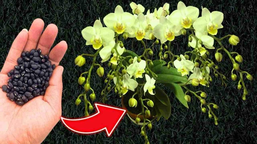 ¿Quiere una floración constante y garantizada de sus orquídeas? Prepare una cucharada de esto