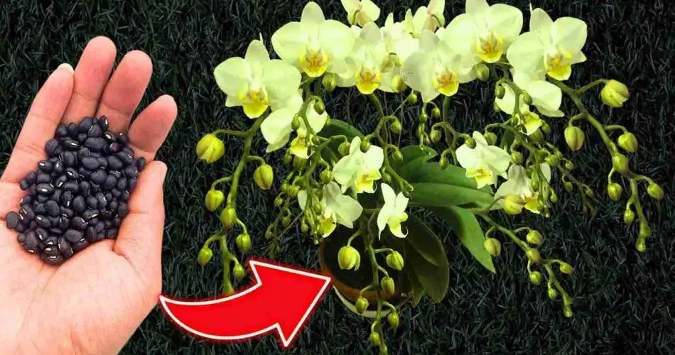 ¿Quieres una floración constante y garantizada de las orquídeas? Hazlo en una cucharada