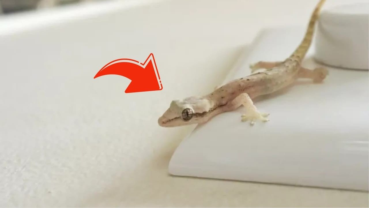 ¿Sabe lo que pasaría si los gecos se quedaran dentro de casa? La respuesta es sorprendente