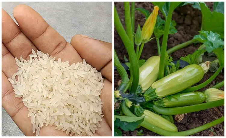 ¿Verter agua de arroz o colocar arroz en la base del calabacín, qué hacer para una cosecha abundante?