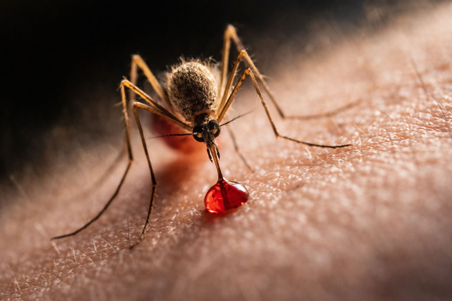 ¿Mosquitos en tu habitación? Descúbrelos rápido y fácil con este consejo sencillo