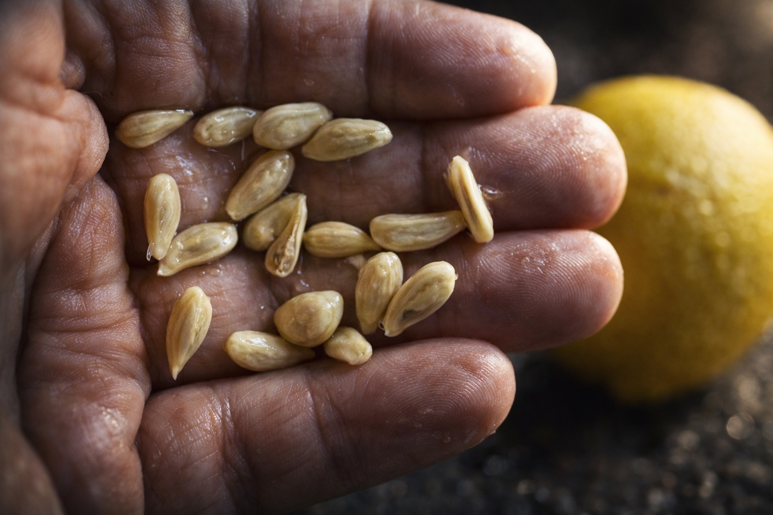 Al exprimir limones, no cometas el error de desechar las semillas: su valor es incalculable si las usas de esta manera.