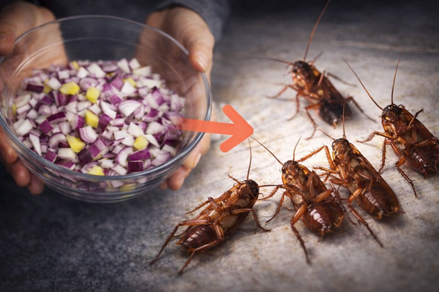 Moscas, insectos y hormigas dejarán de entrar en tu casa gracias a esta eficaz mezcla casera.