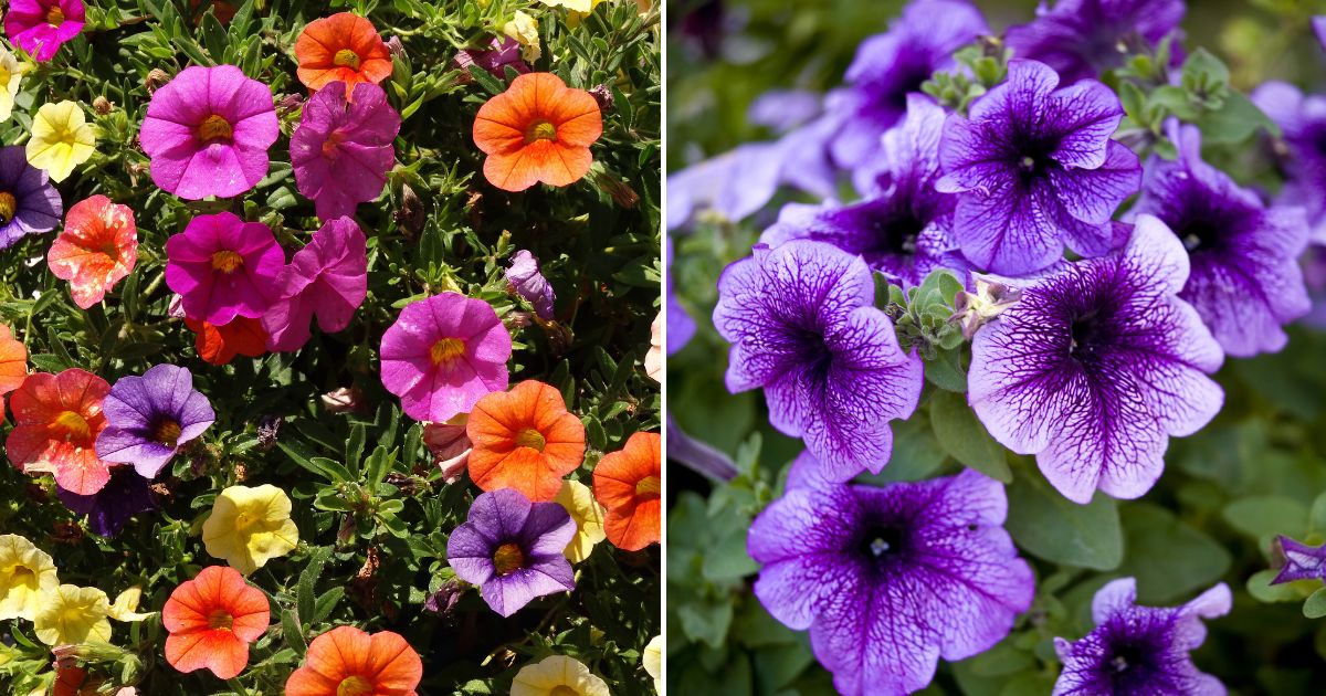8 Consejos para Mantener las Petunias Floreciendo Todo el Verano