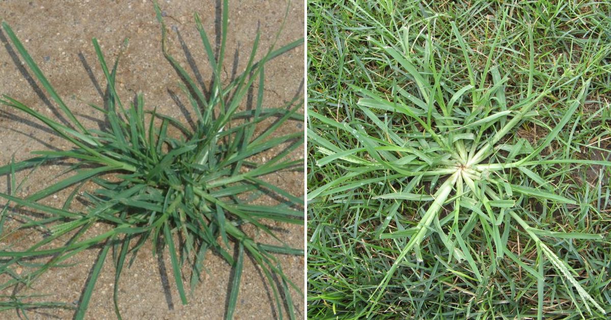 Aprovechando el poder curativo de la hierba de la oca: Preparación y usos terapéuticos explicados