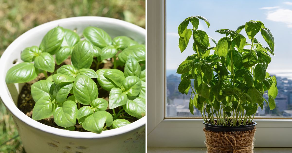 Cómo Cultivar Albahaca Ilimitada en Una Maceta