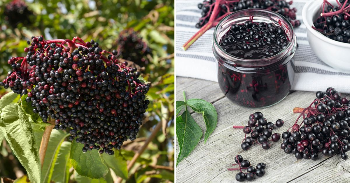 Cultiva Tus Propias Bayas de Saúco y Aprovecha Sus Beneficios Herbales