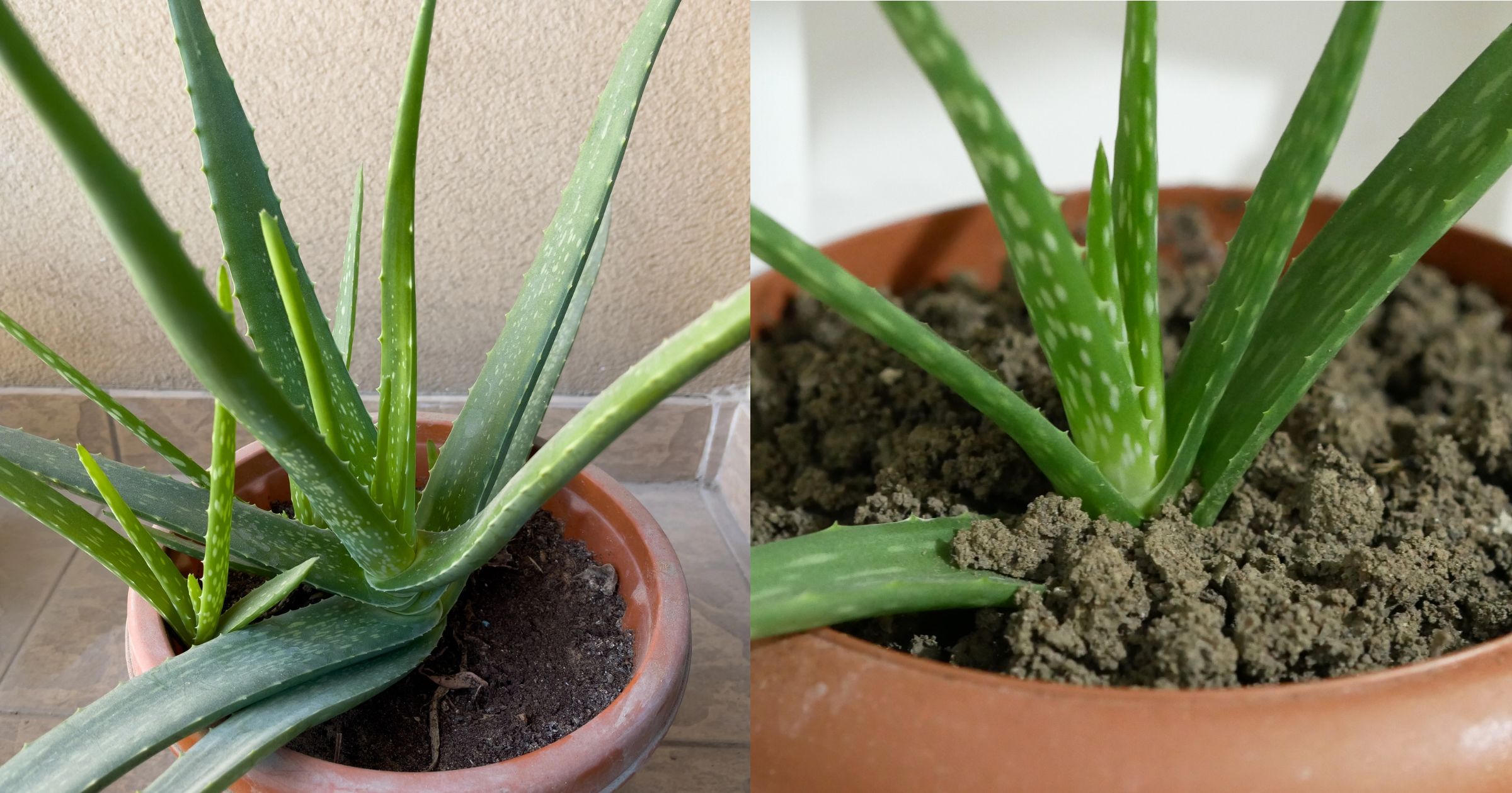 Evita Estos 8 Errores Comunes para Mantener tus Plantas de Aloe Vera Saludables