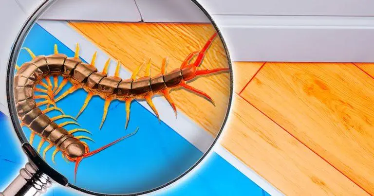 7 consejos para mantener alejados los ciempiés de casa