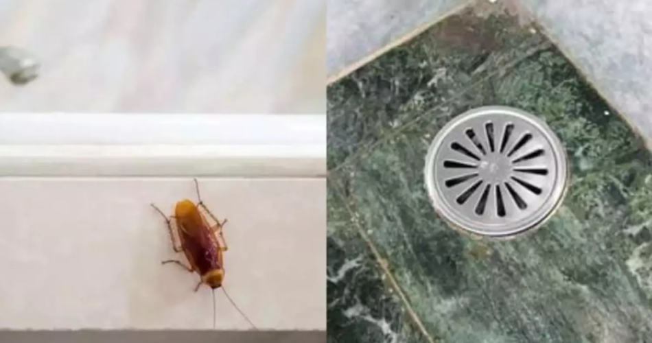 Adiós cucarachas: arroja este ingrediente de cocina por el desagüe para eliminarlas completamente