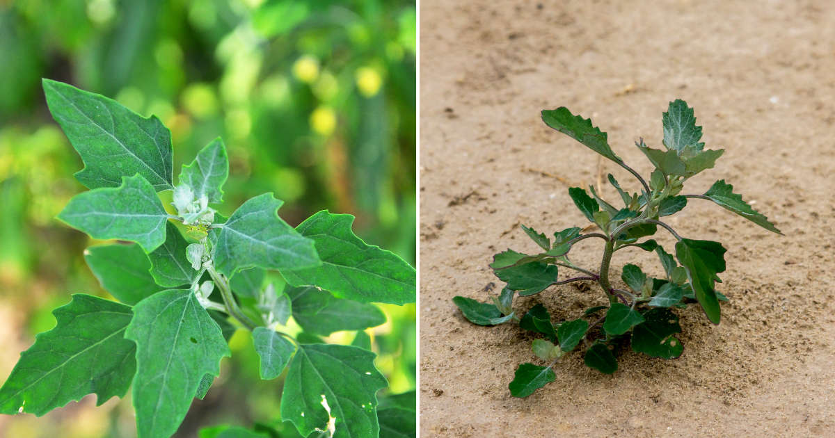 Chenopodium Album (quelite): Descubriendo sus propiedades nutricionales y medicinales