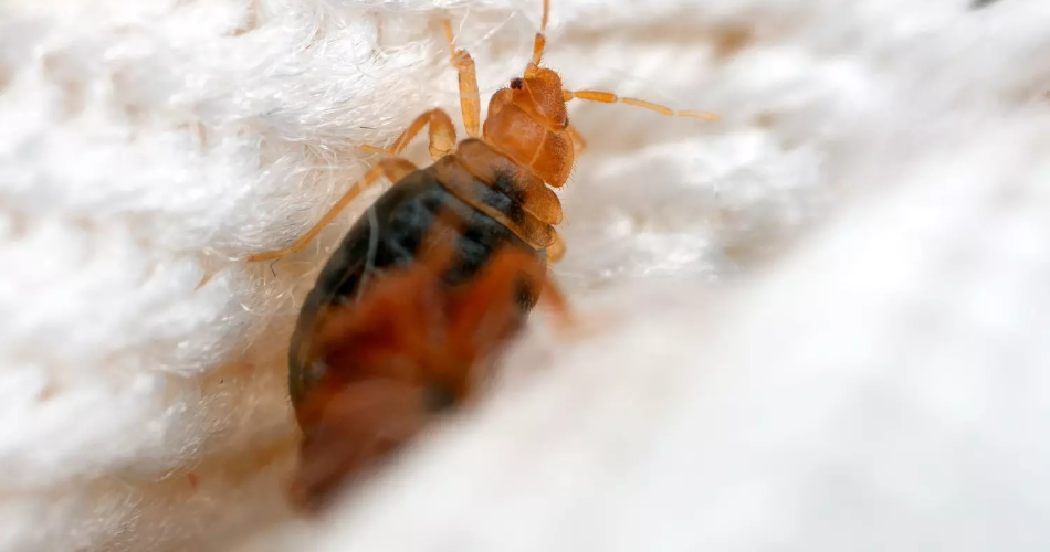 El secreto que los habitantes del pueblo conocen pero no revelan: dos cucharadas de este polvo y las chinches desaparecen