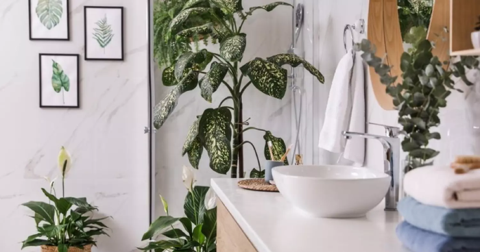 Eliminar la humedad y prevenir el moho: 3 plantas para tener en tu baño