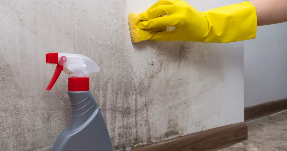 Esta solución elimina el moho de las paredes en solo 15 minutos y es económica.