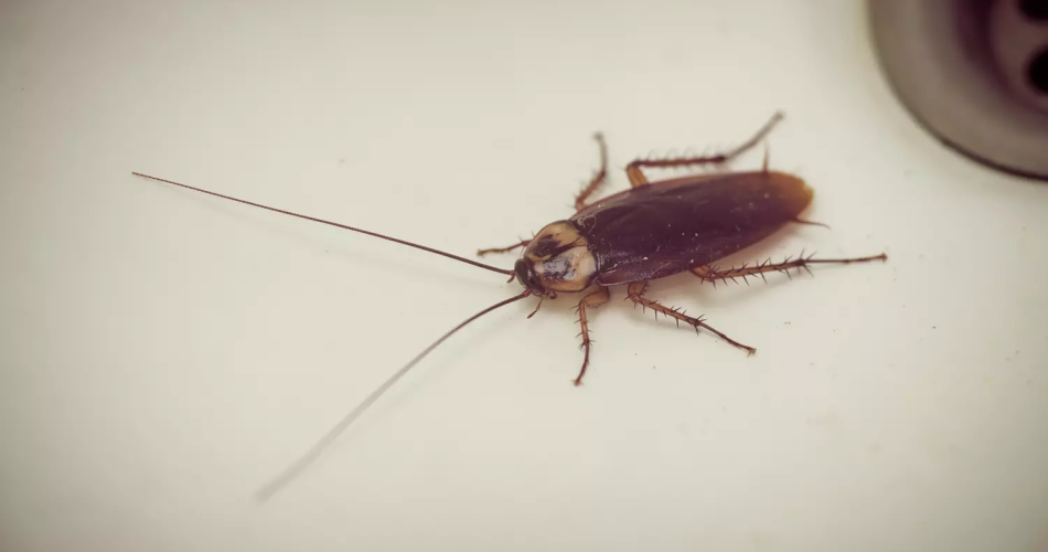 Estas pequeñas criaturas se instalan en nuestros interiores. Este ingrediente de cocina las elimina rápidamente