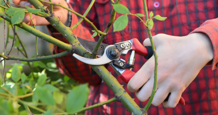 Estas plantas de jardín deben podarse en octubre para favorecer el máximo crecimiento en primavera