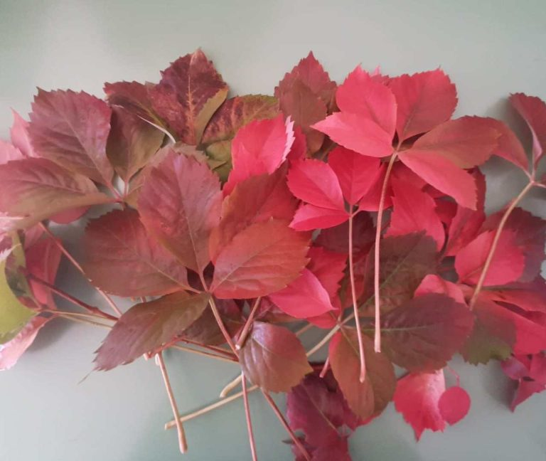 Formas creativas de reutilizar las hojas caídas de los árboles