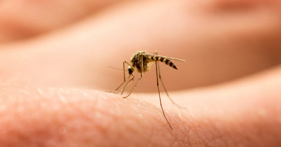 Nuestras abuelas usaban azúcar y levadura para hacer una trampa para mosquitos, esta técnica es muy eficaz