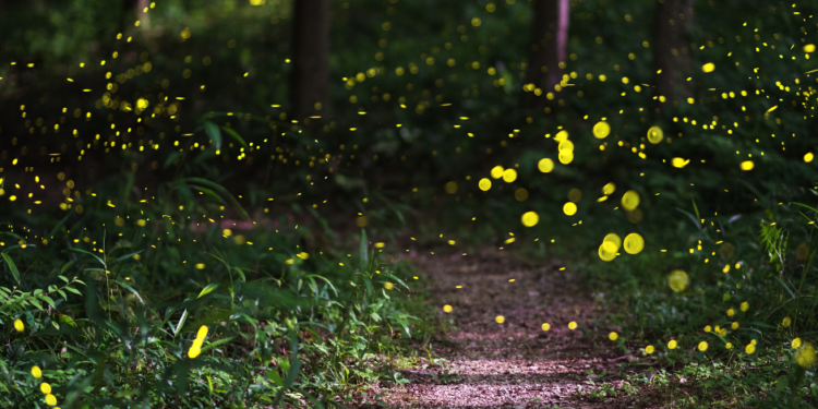 Por qué deberías atraer luciérnagas a tu jardín si tienes un problema de babosas