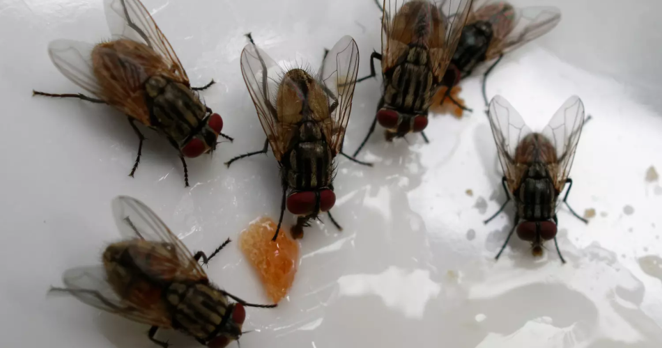 Soy un experto en desinsectación, aquí un método sencillo para eliminar las moscas en verano