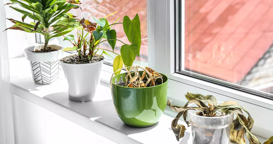 ¿Estás matando todas tus plantas verdes? Un experto señala los puntos clave para salvarlas