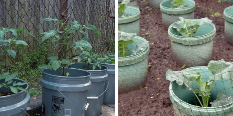 8 Alimentos que Puedes Cultivar en Cubetas Todo el Año