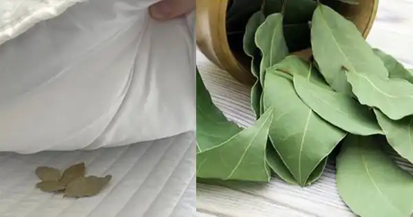 Los beneficios místicos de poner hojas de laurel bajo la almohada