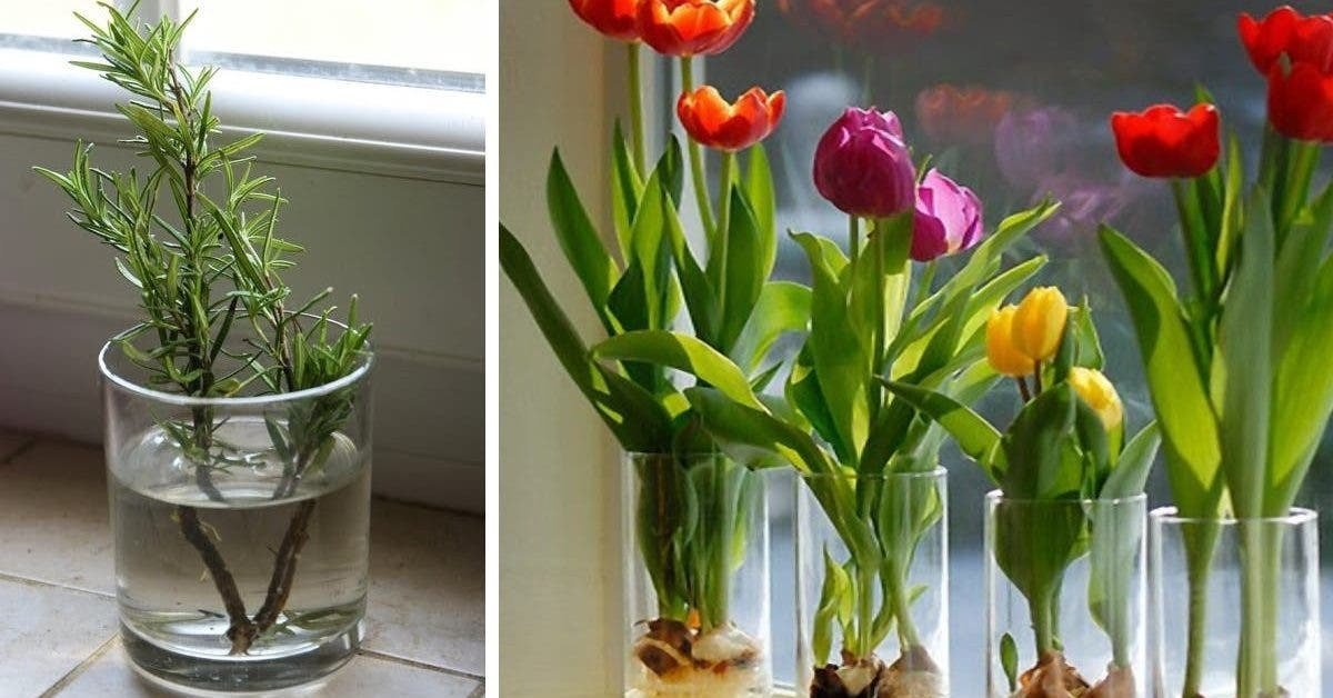 10 flores y plantas que puedes cultivar fácilmente en un vaso con agua para que tu hogar siempre huela bien