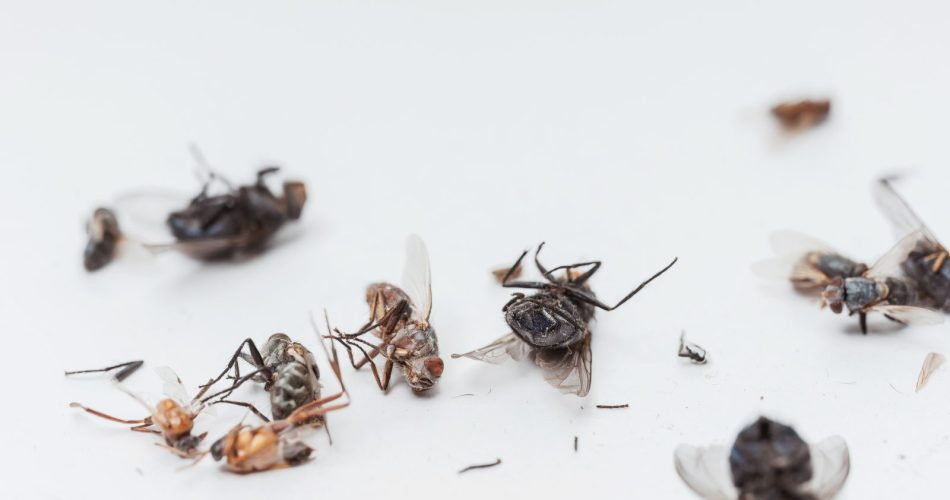 Desde que descubrí este método ya no tengo moscas ni mosquitos en casa.