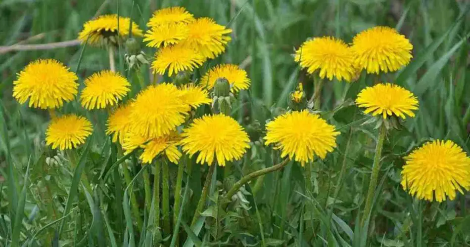 Esta flor inunda todos los campos, pero muchos la ignoran: tiene un valor muy preciado