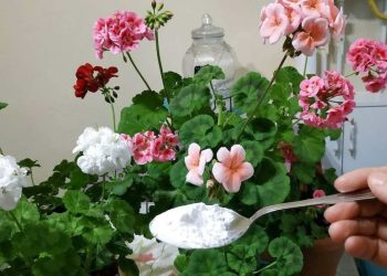 Floración abundante y generosa con este ingrediente