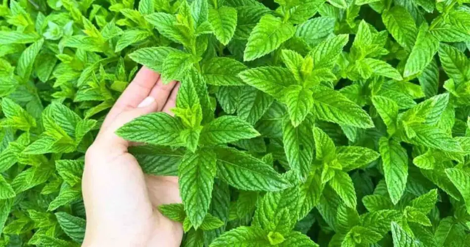 La menta siempre está fresca y abundante, pero solo si la plantas en este lugar inesperado.